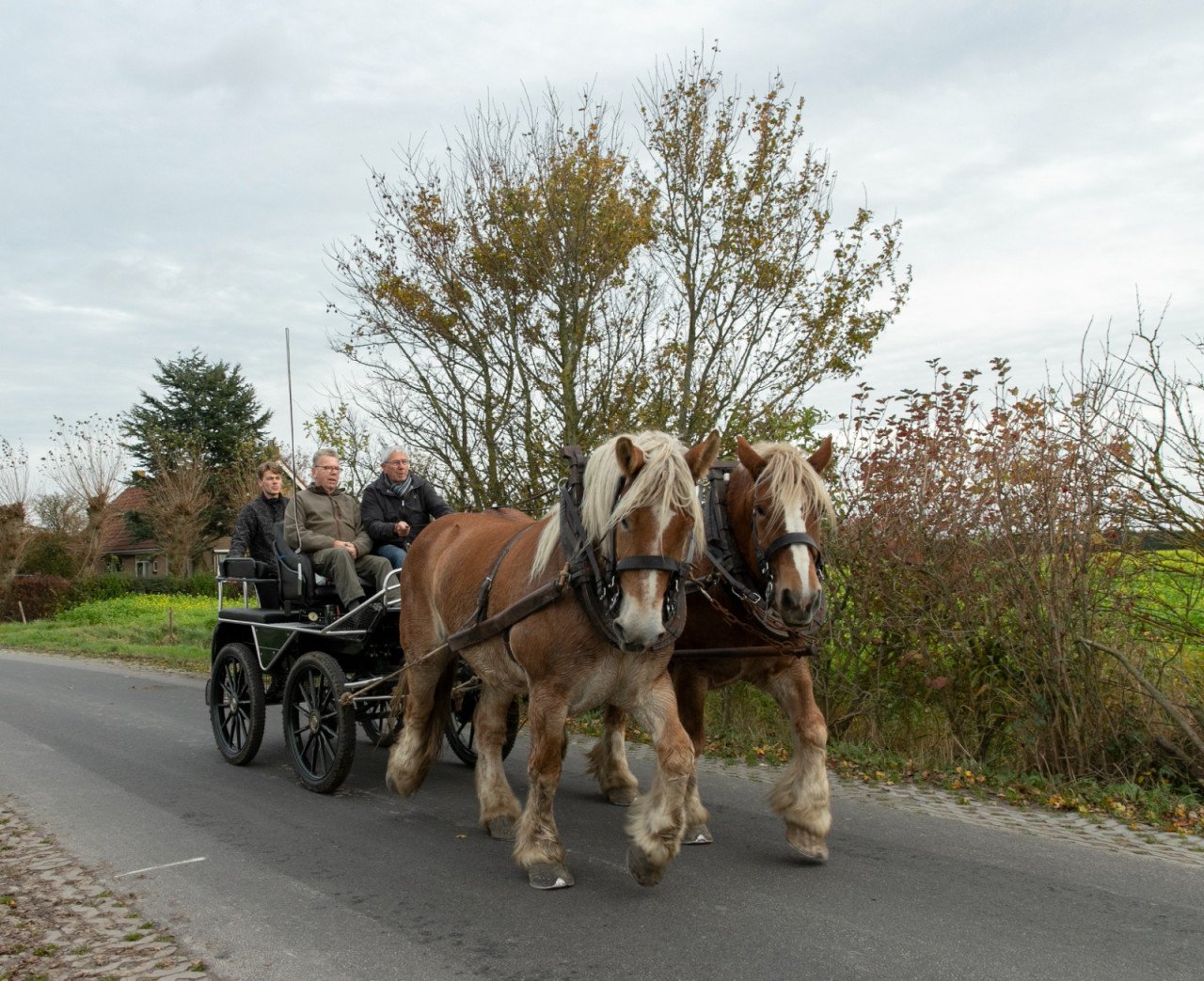 Negen jarige merrie te koop