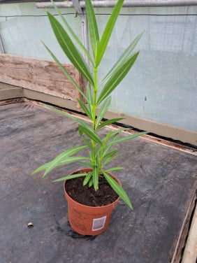 Oleander