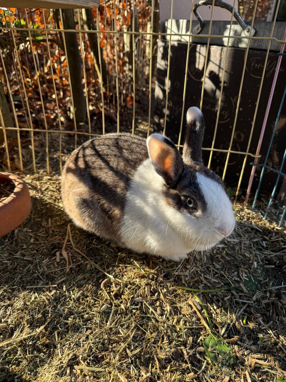 Vrouwtjes konijn (blauw oog)