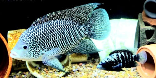 Cichlasoma Beani