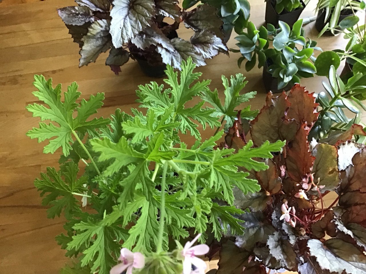 Kamerplanten mooie planten  nu 6 soorten