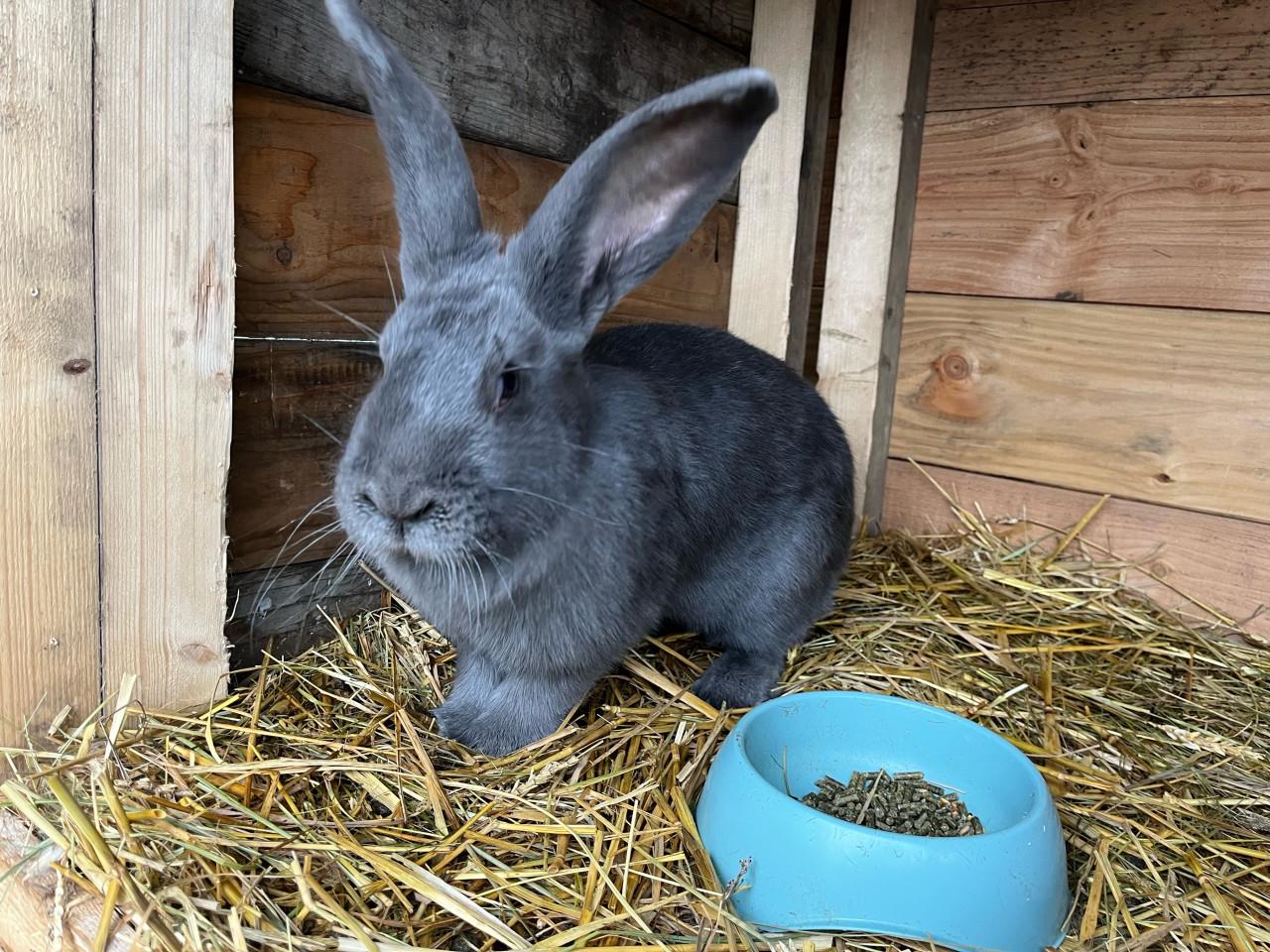 Raszuivere duitse reus voedster