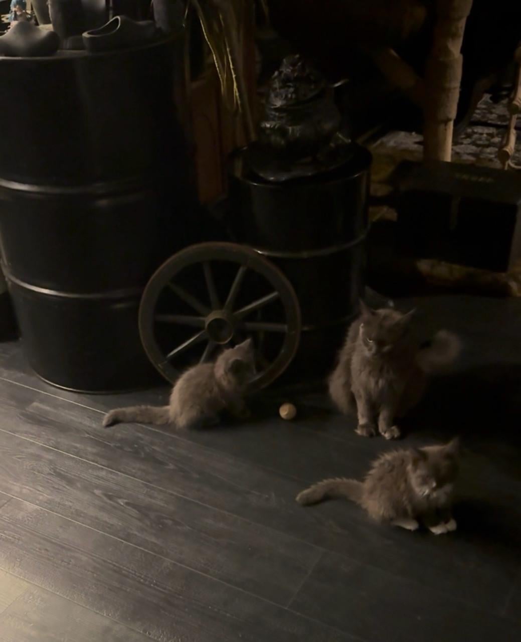 Maine coon kittens blue