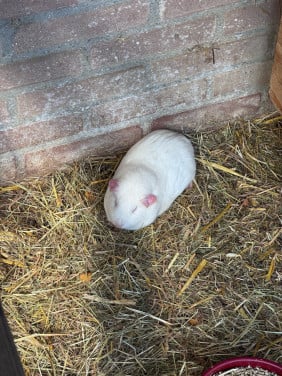 Cavia vrouwtjes volwassen