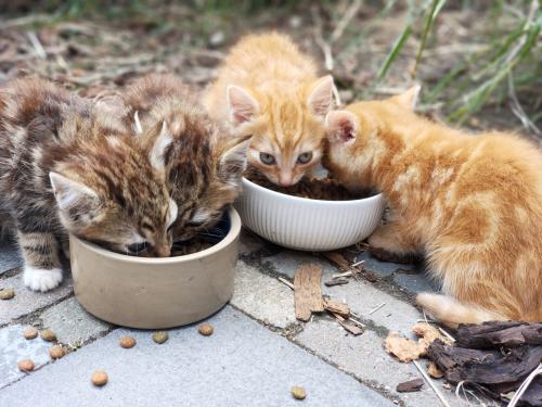 Gratis kittens