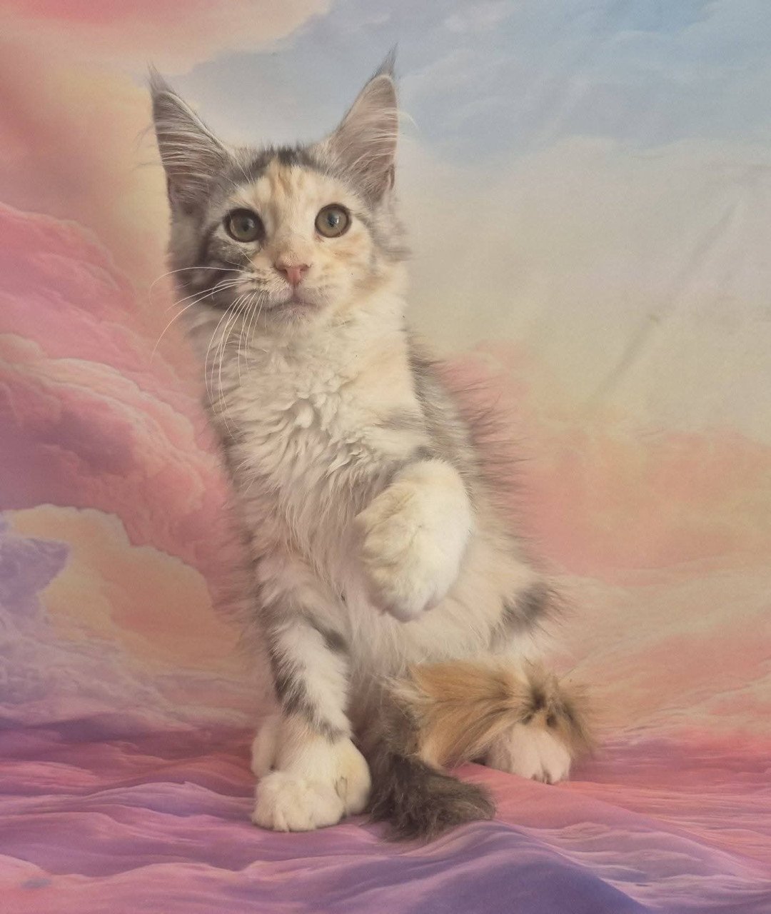 Maine coon poesje met stamboom polydactyl