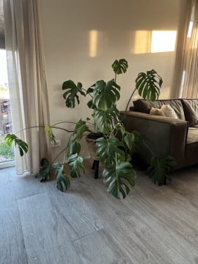 Monstera in uitstekende staat
