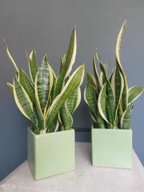 Vrouwentong of Sanseveria.