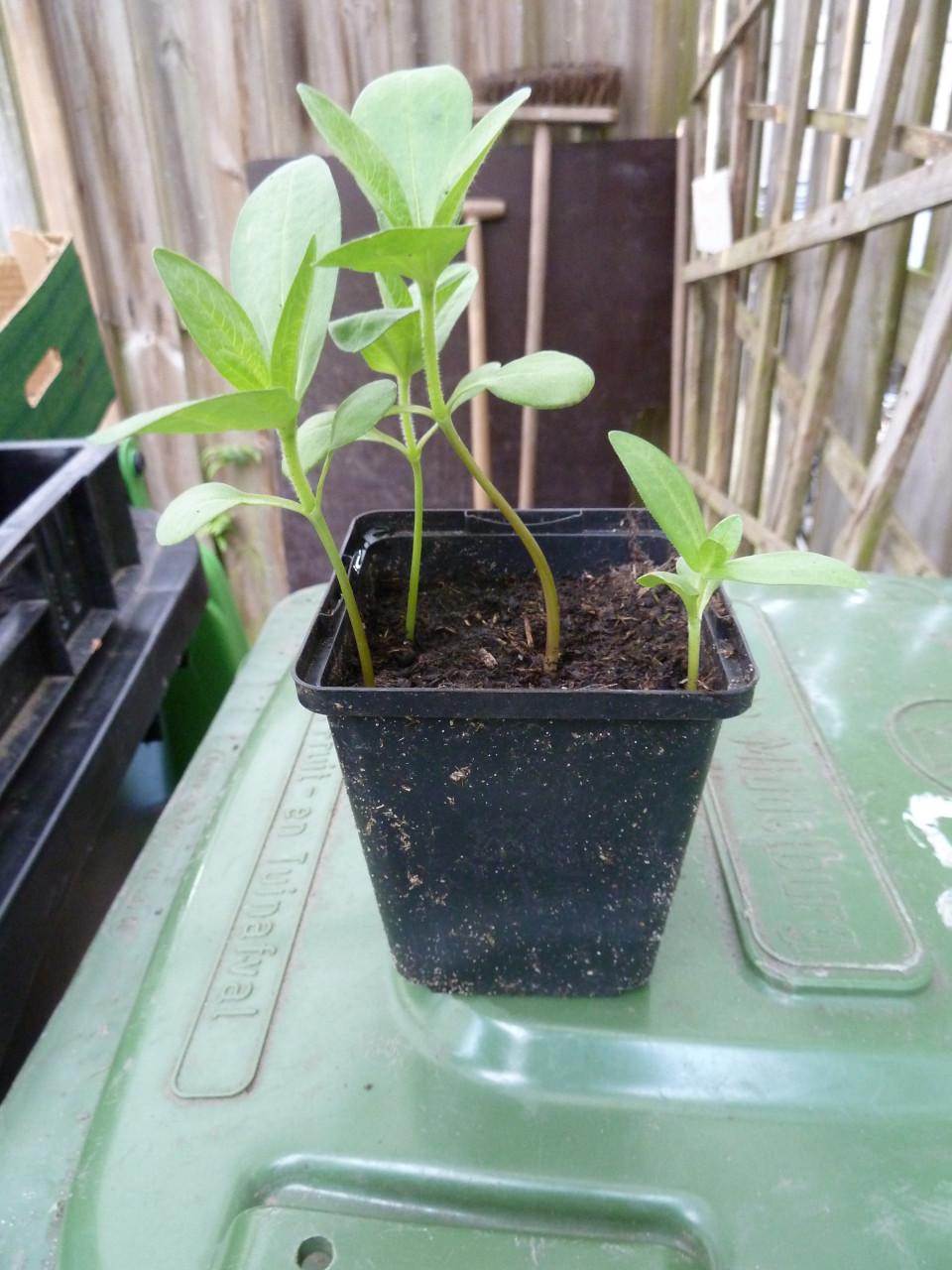 Zinnias