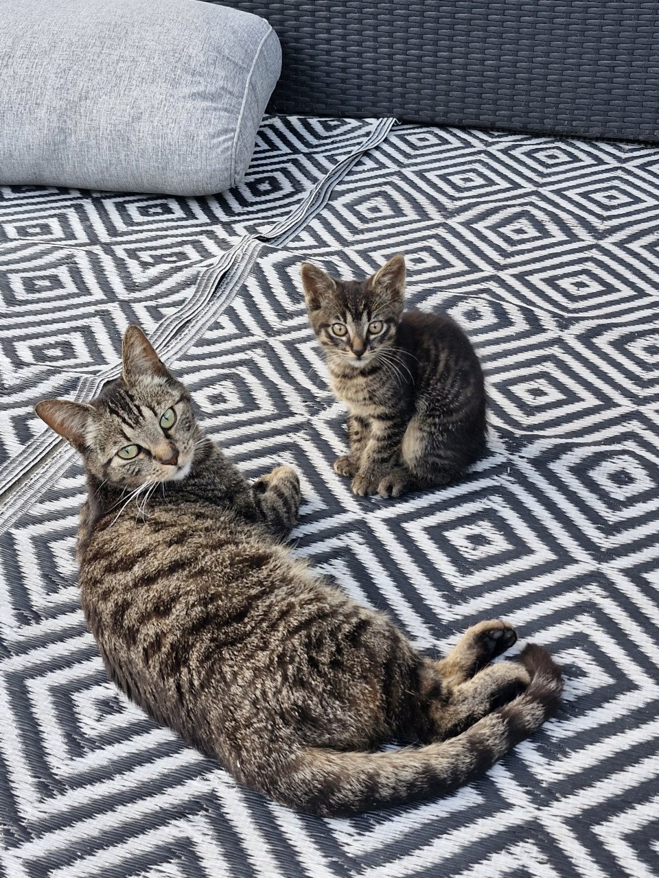 Kittens
