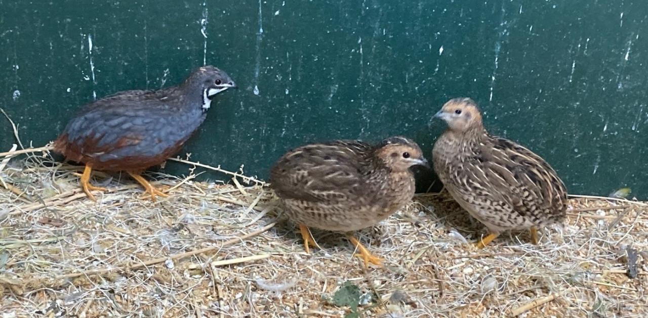 Chinese dwergkwartels