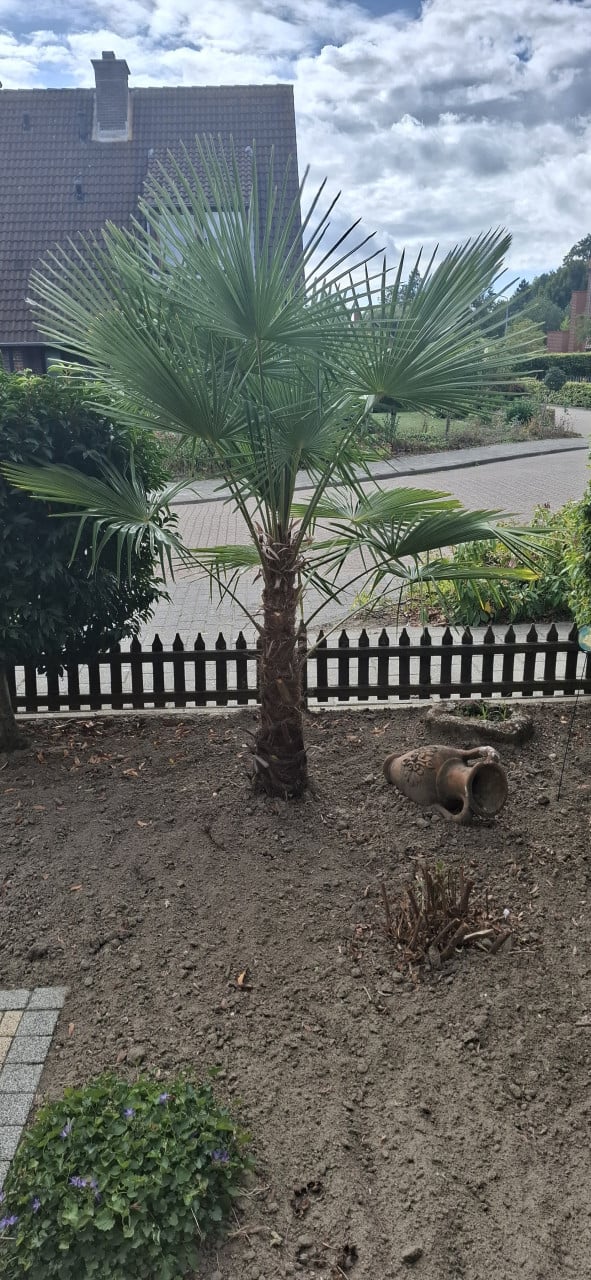 Palmboom
