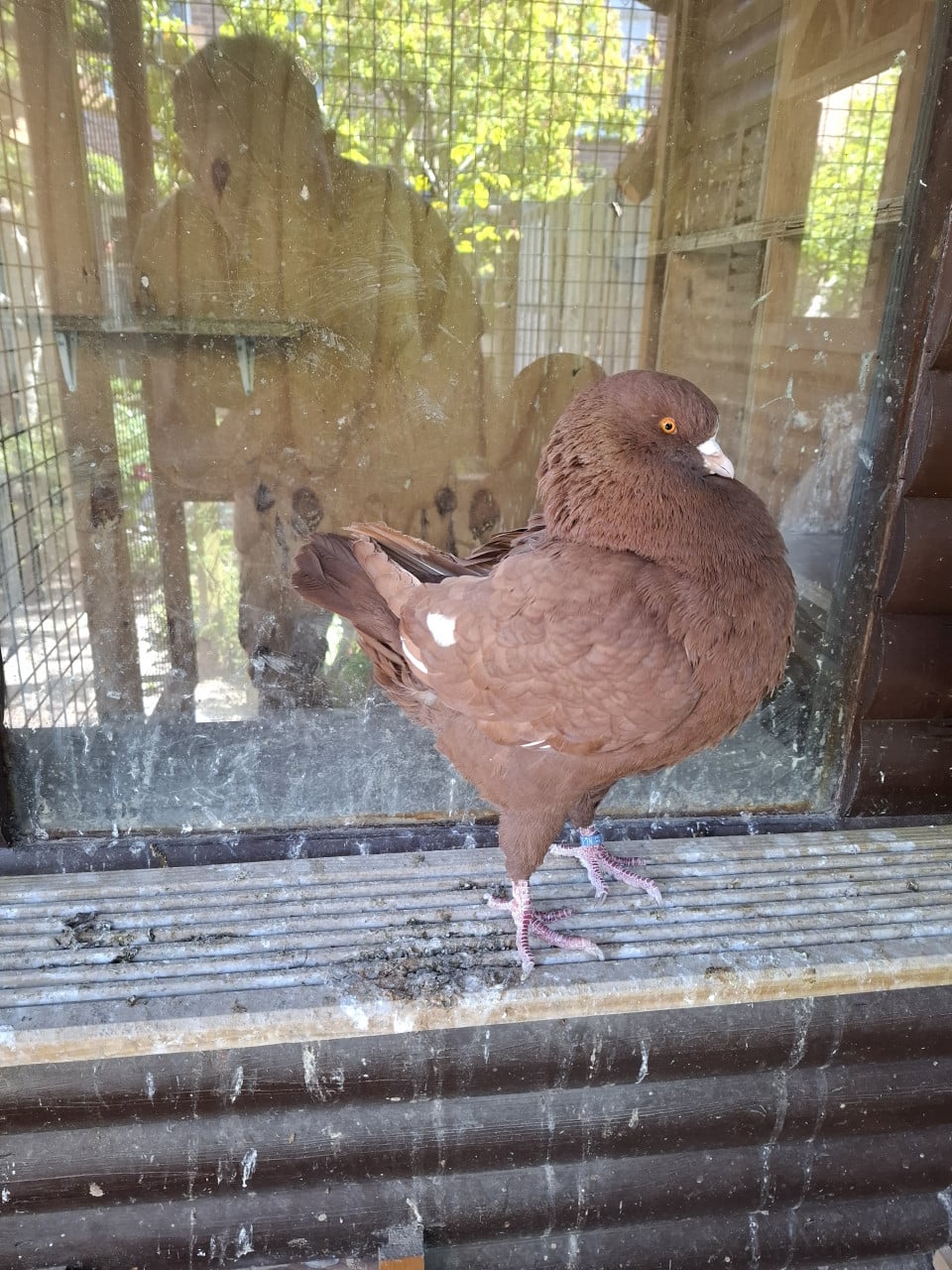 KING sierduif Rood/ wit doffer