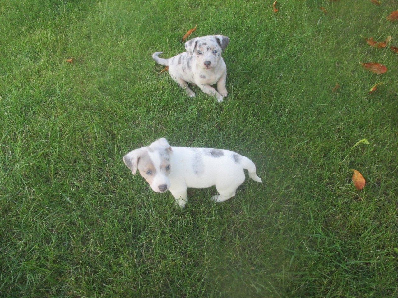 Prachtige jack russell pups