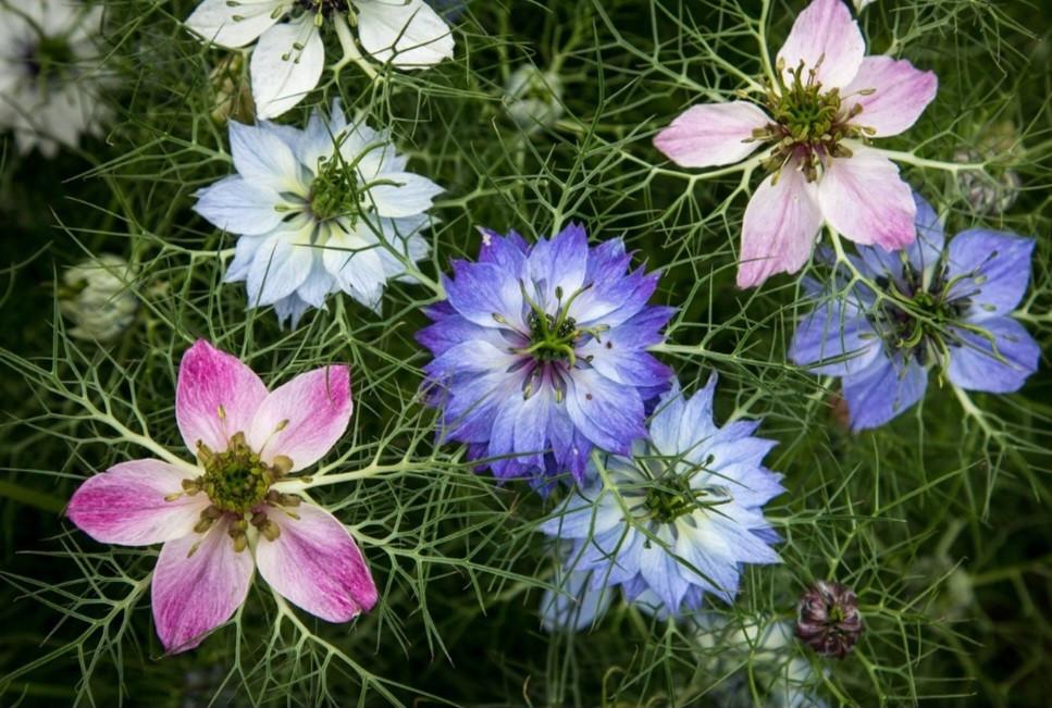 Biologische Bloemen Zaden