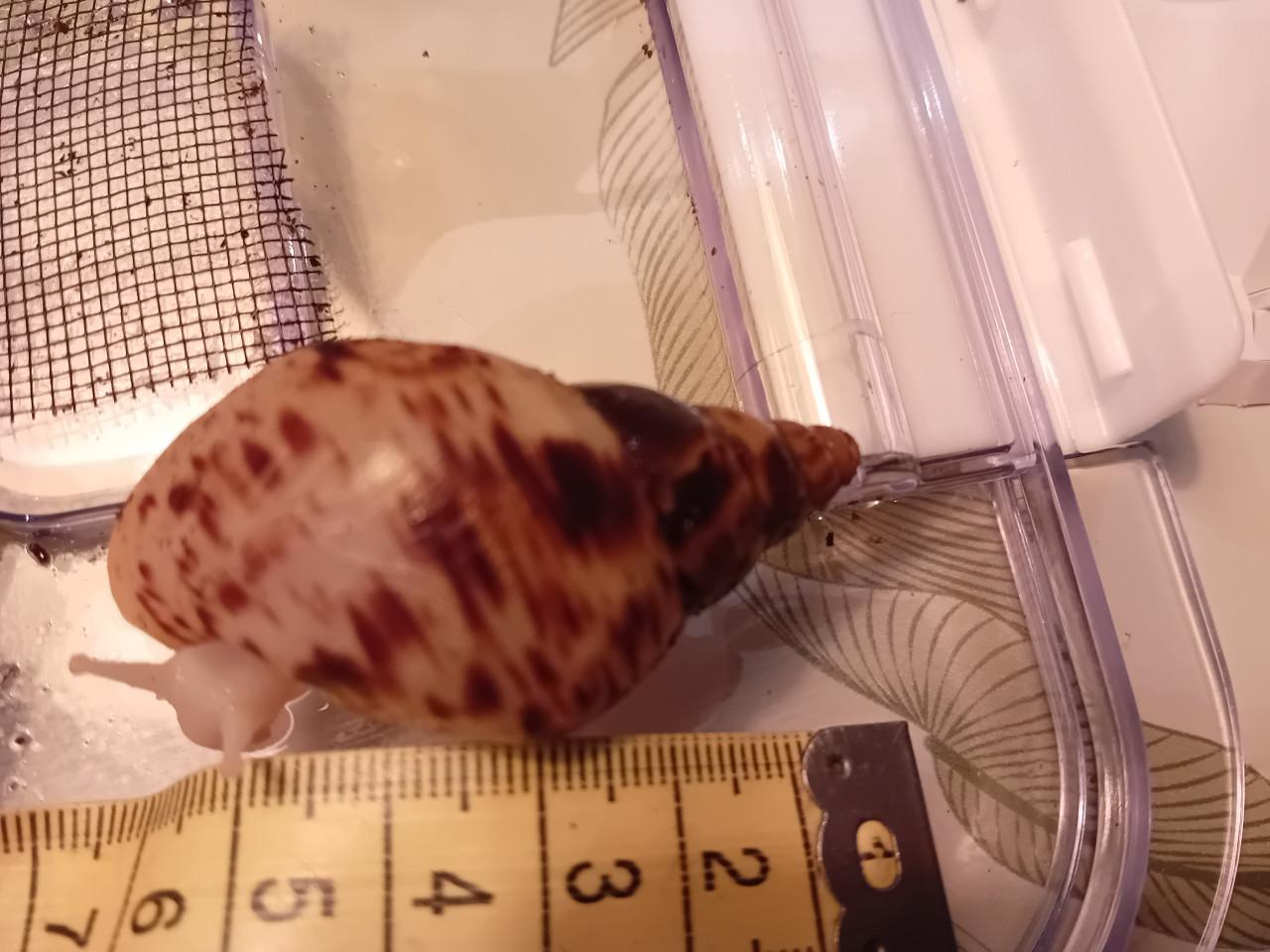 Afrikaanse reuzenslakken (Achatina Reticulata)