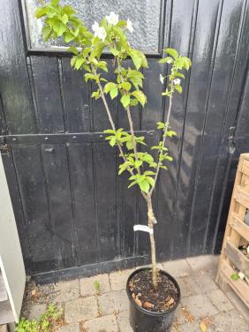 Laagstam kersenboom
