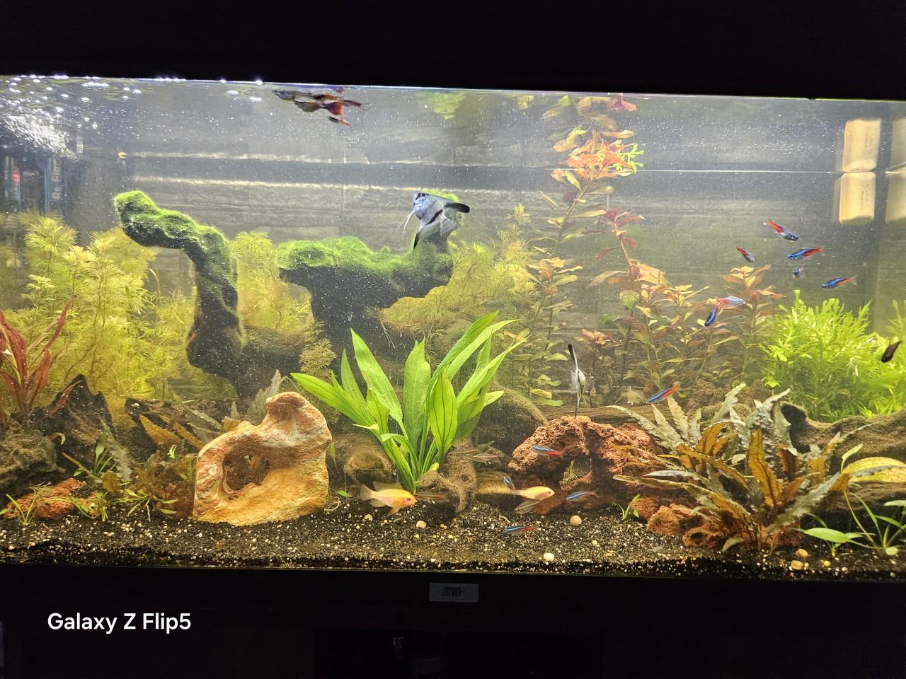 Aqarium met toe behoren