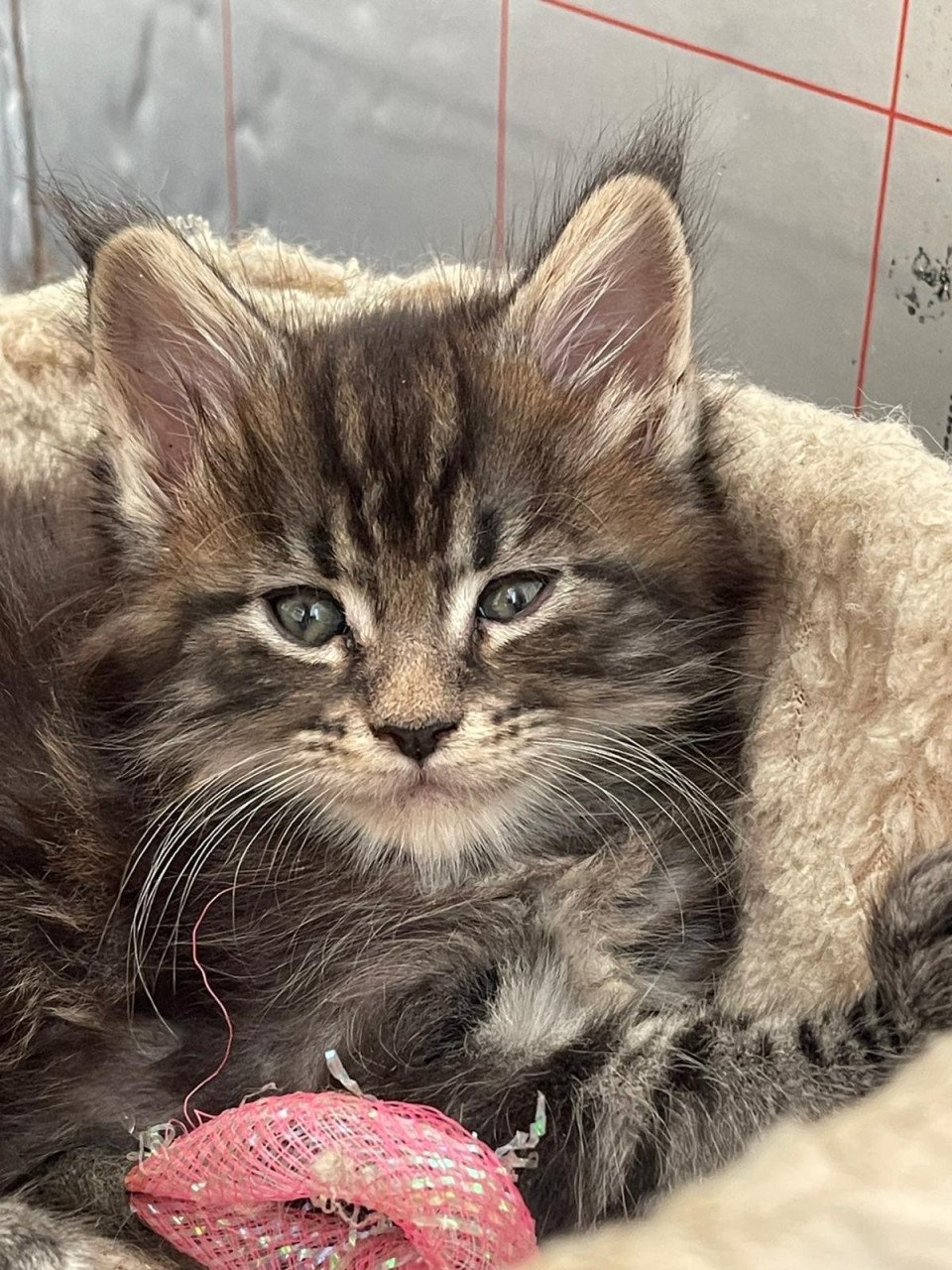 Maine coon kittens xxl