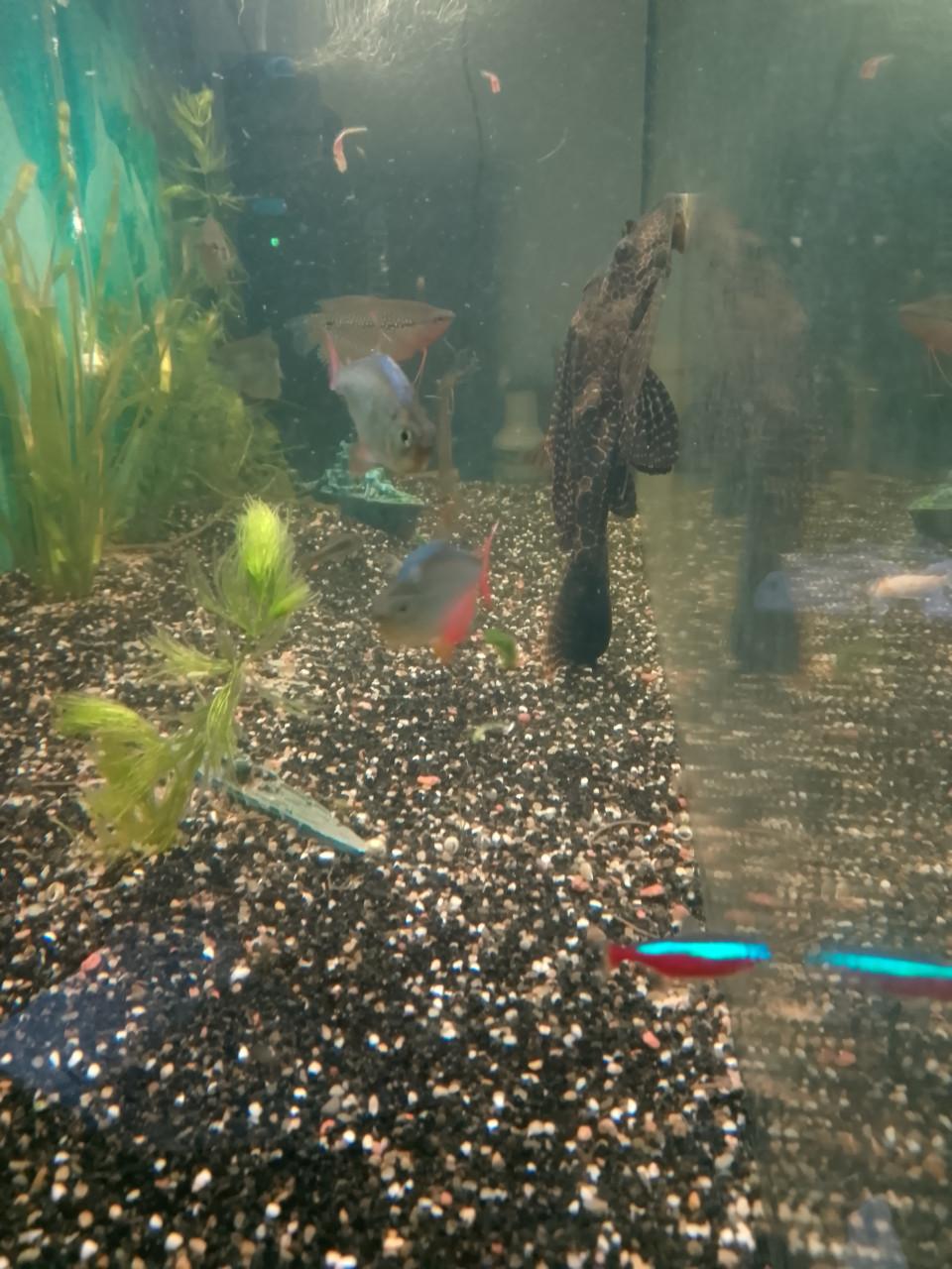 Gratis 2 Pleco aquarium vissen