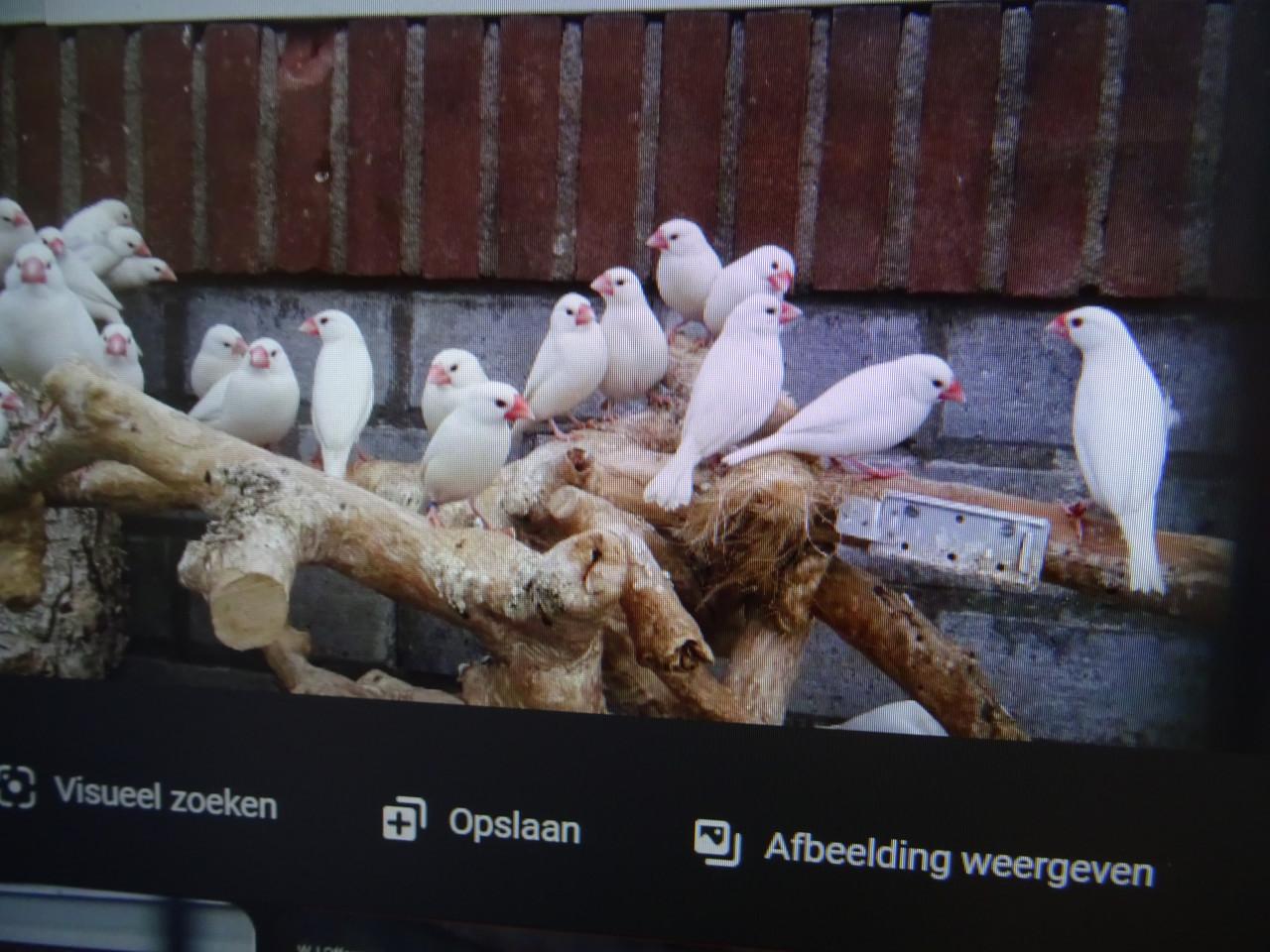 Te koop koppel witte rijstvogels broedrijp ook wildkleur koppels