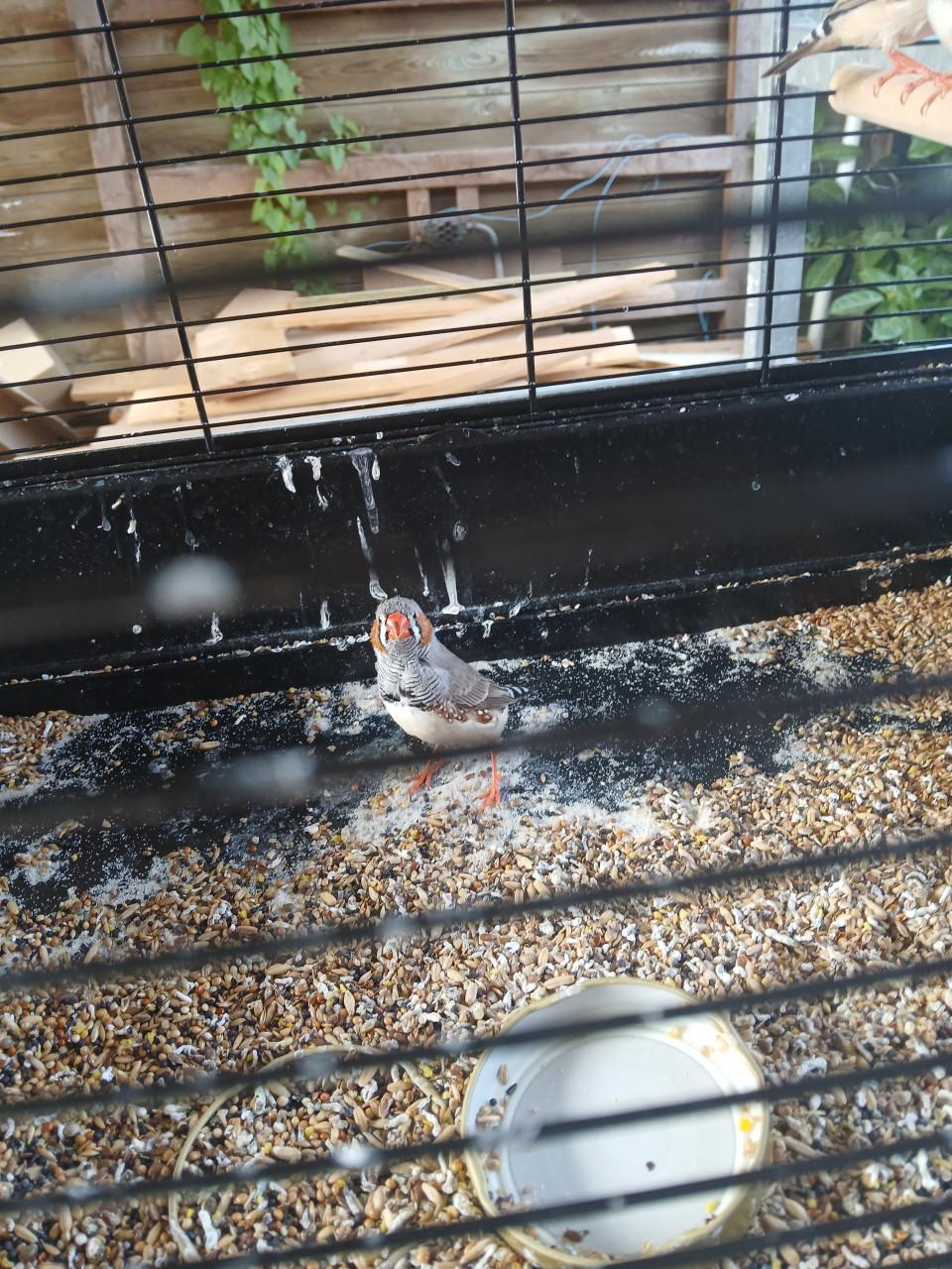 7 jonge zebravinken