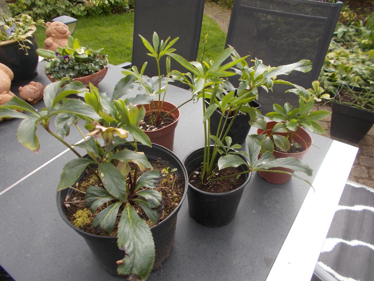 Helleborus 5 stuks  zie de bijgaande foto's