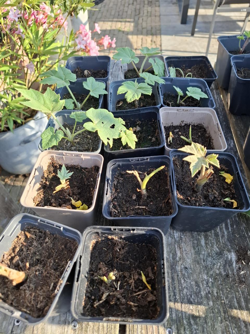 Tetrapanax papyrifer 'Rex'. Rijstpapierplant