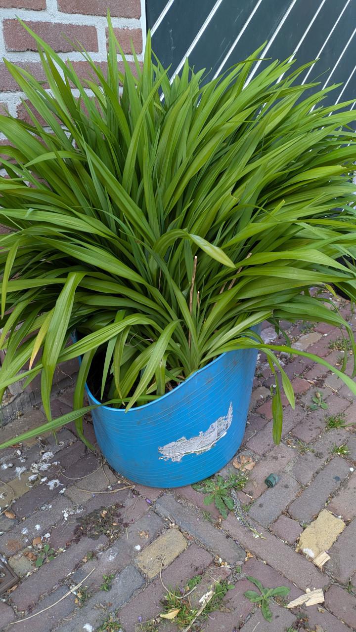 Daglelie, met gele bloemen.