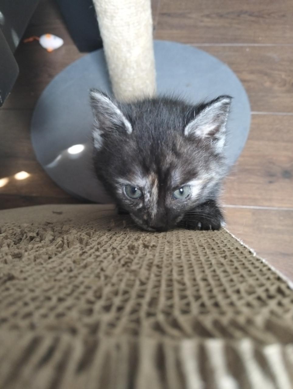 Kittens