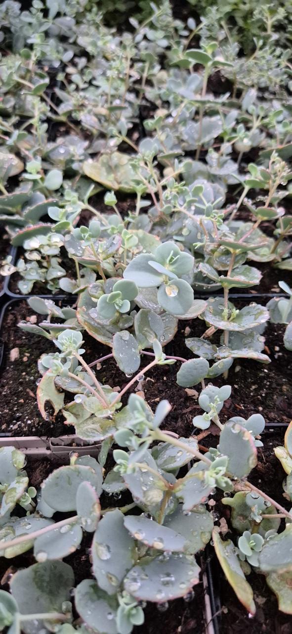 Nieuwe oogst Vaste planten bio