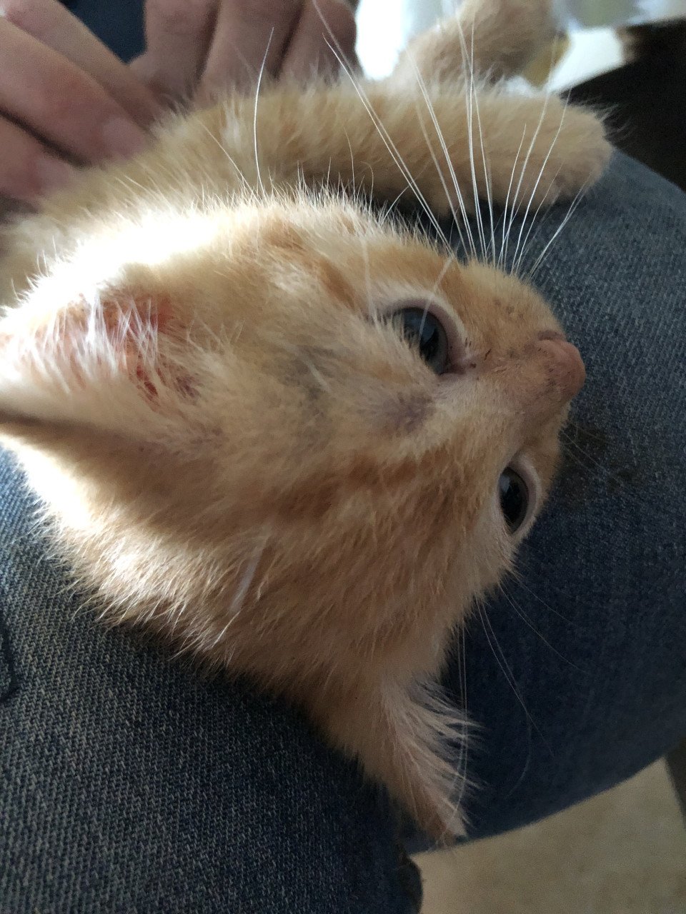 Rood Kitten vrouwtje