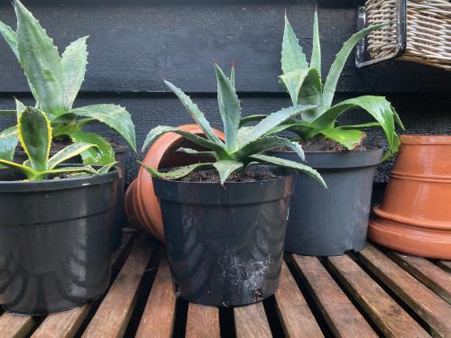 Agaveplanten