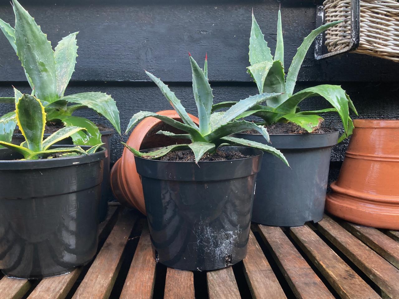 Agaveplanten