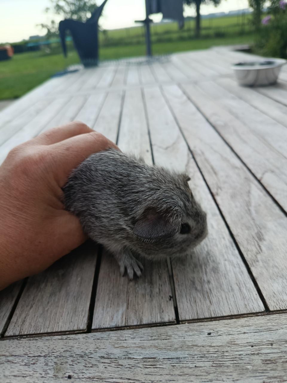 Cavia's te koop