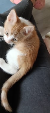 2 kittens