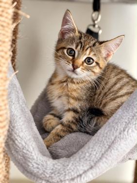 Lieve kitten te koop