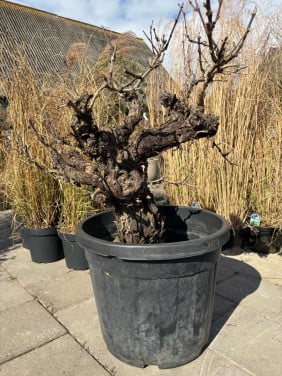 Druivenboom, Druivenstronk vitis vinifera