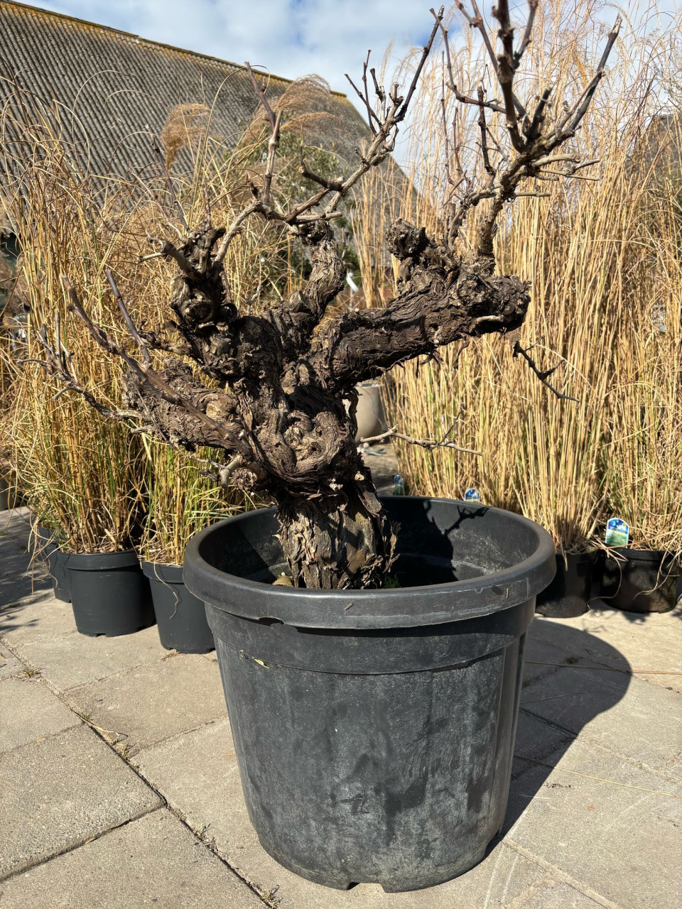 Druivenboom, Druivenstronk vitis vinifera