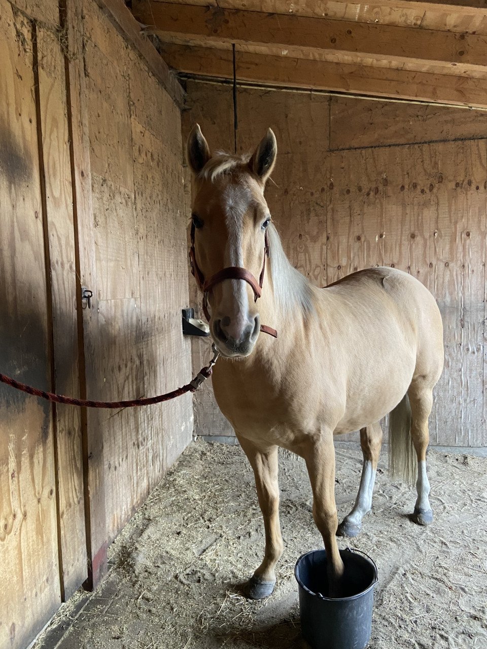 5-jarige Palomino PRE merrie