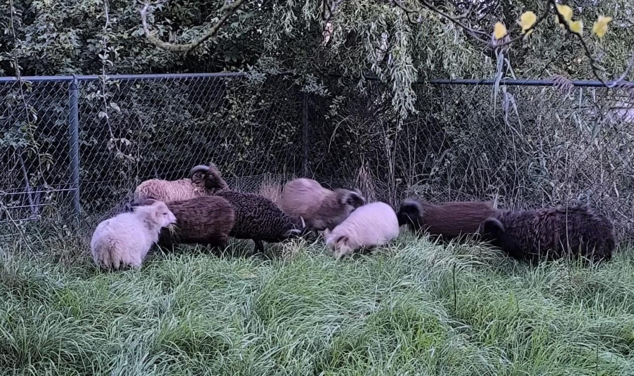 Ouessant ram