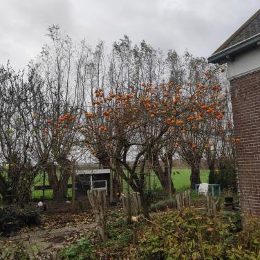 Kaki's vers van de boom in Zeeland
