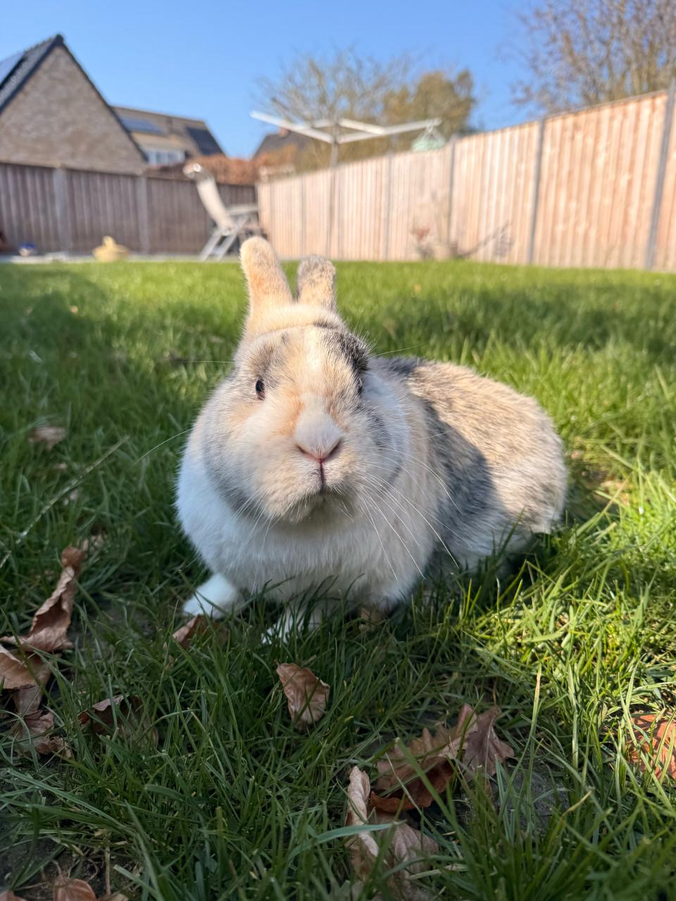 Tam mannetjes konijn