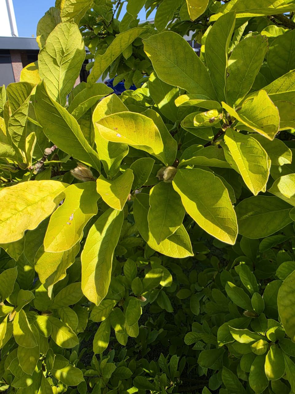 Magnolia