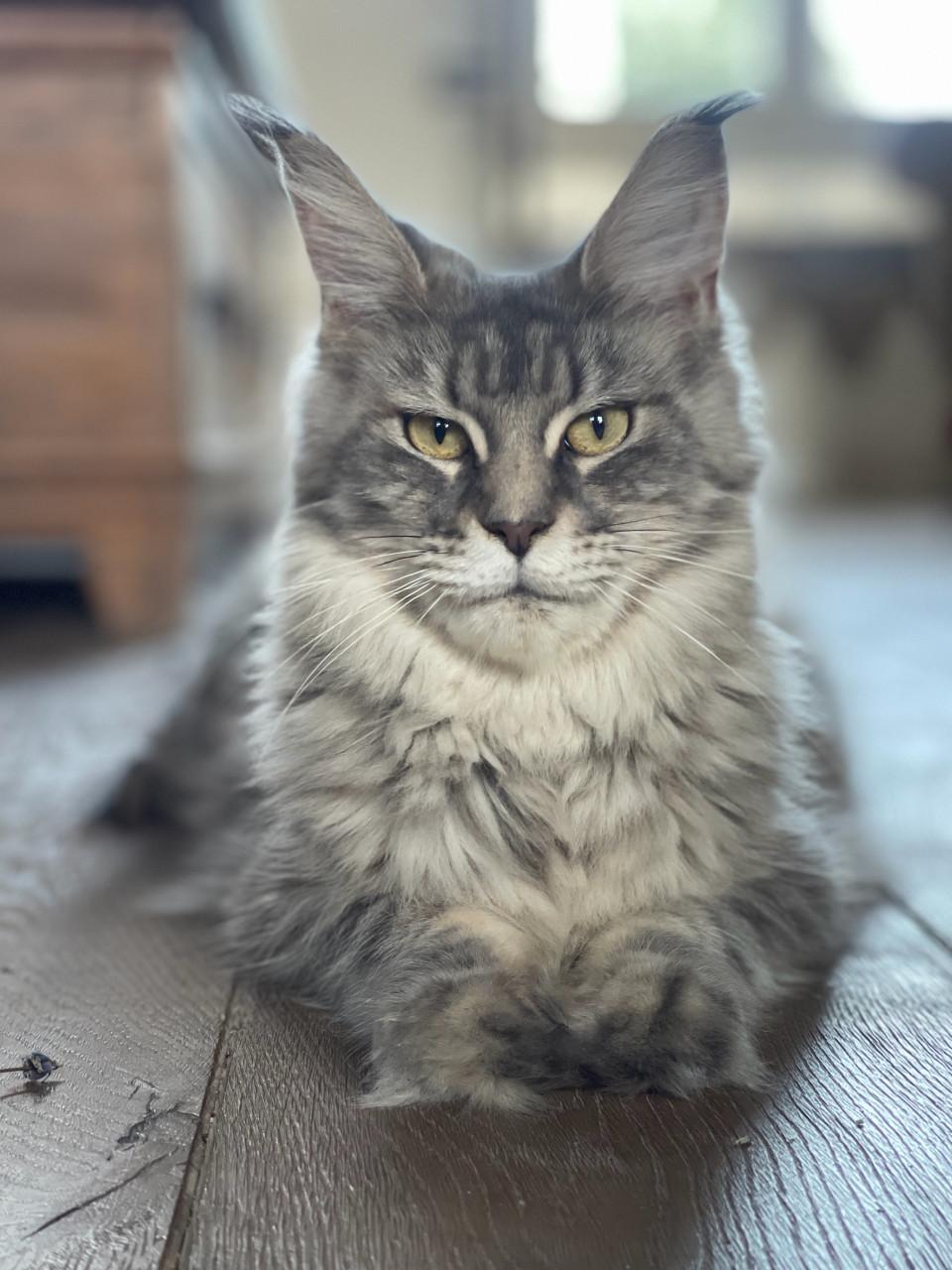 Maine Coon kitten