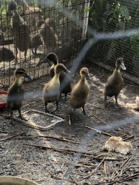 Jonge Gesekste loopeenden, natuurbroed