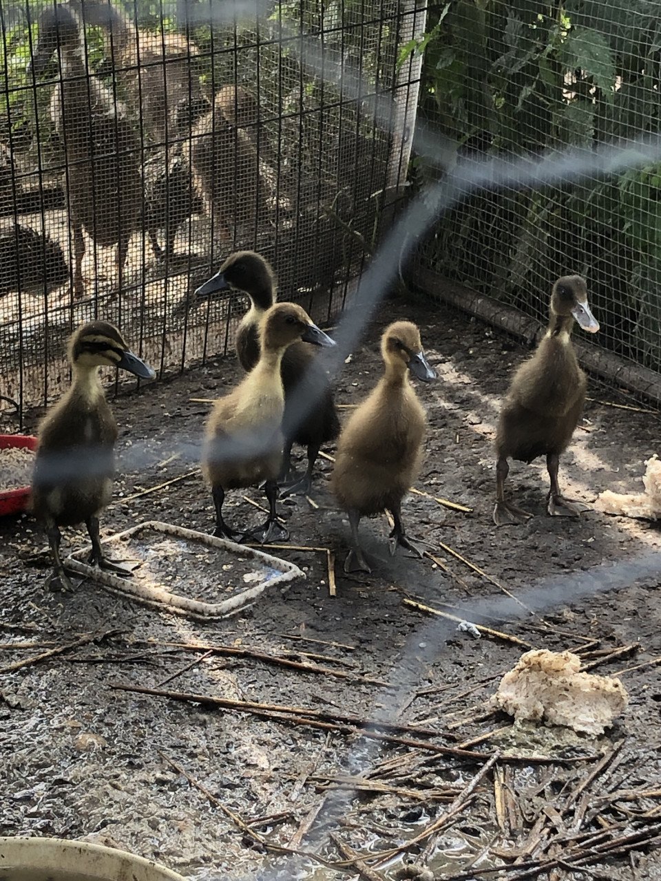 Jonge Gesekste loopeenden, natuurbroed