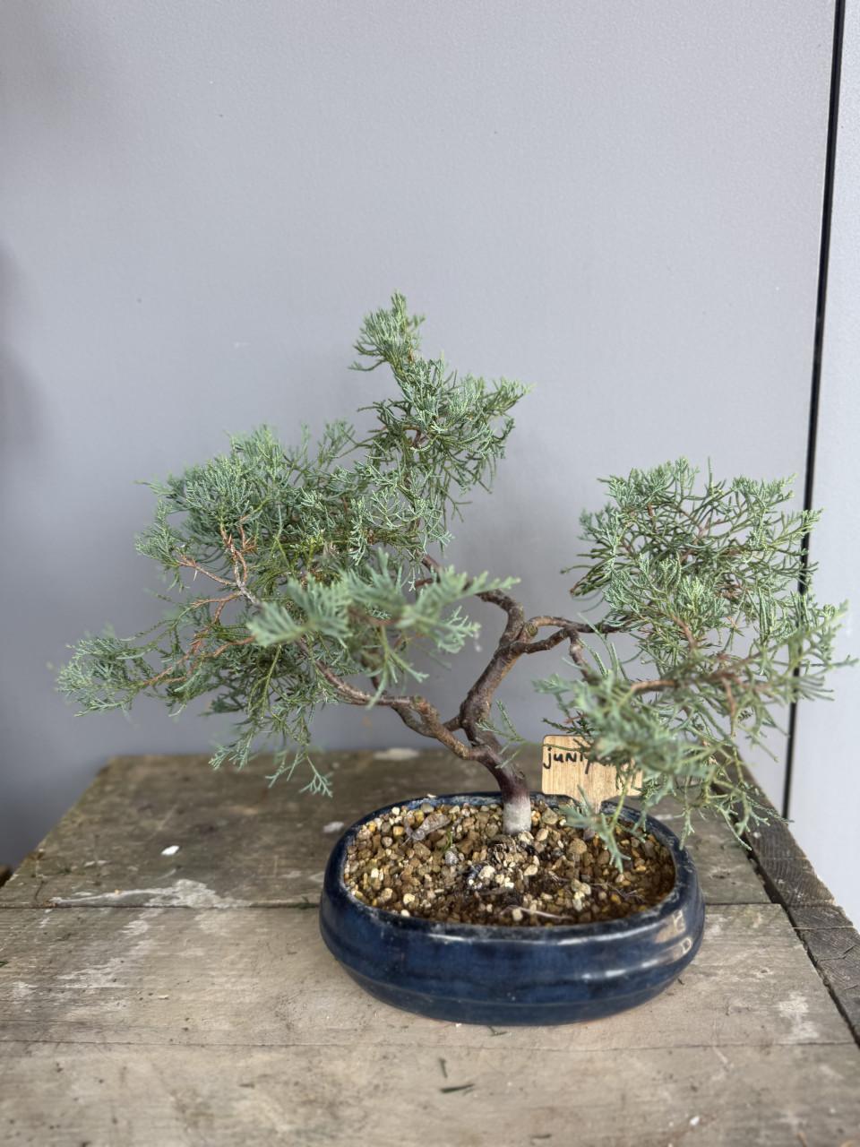 Bonsai Juniperus Blue carpet