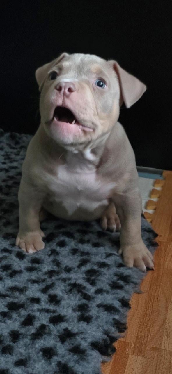 Micro extreem bully pup met stamboom mag verhuizen