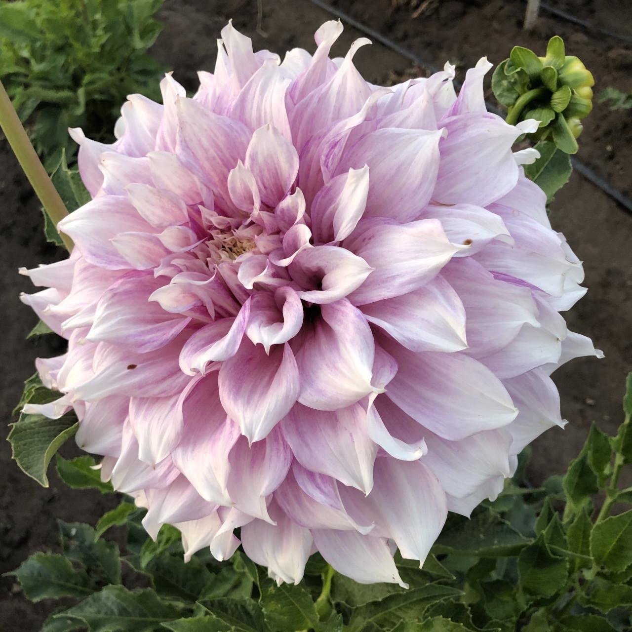 Dahlia's nog in vele soorten en kleuren, prijzen vanaf